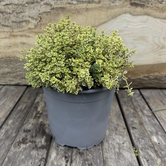 Čiobrelio daigai CITRININIAI